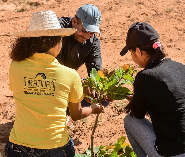 Agricultores plantando caju