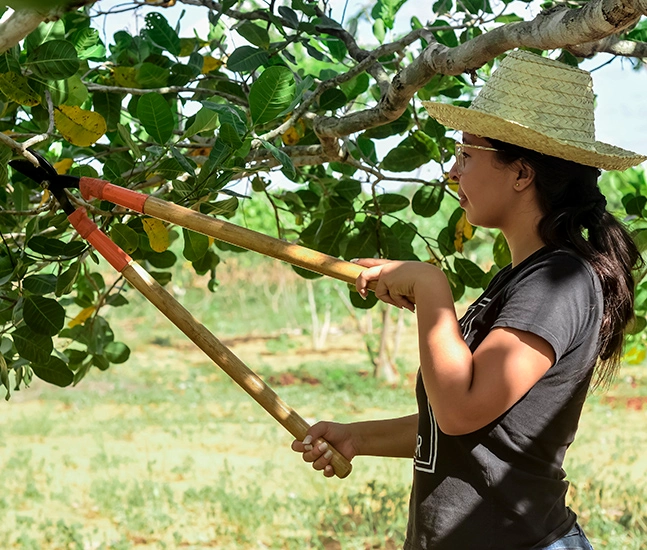 tecnica agro caju